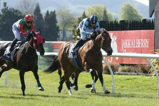 Volks Lightning claiming the G3 Sweynesse Stakes. Photo: Trish Dunell 